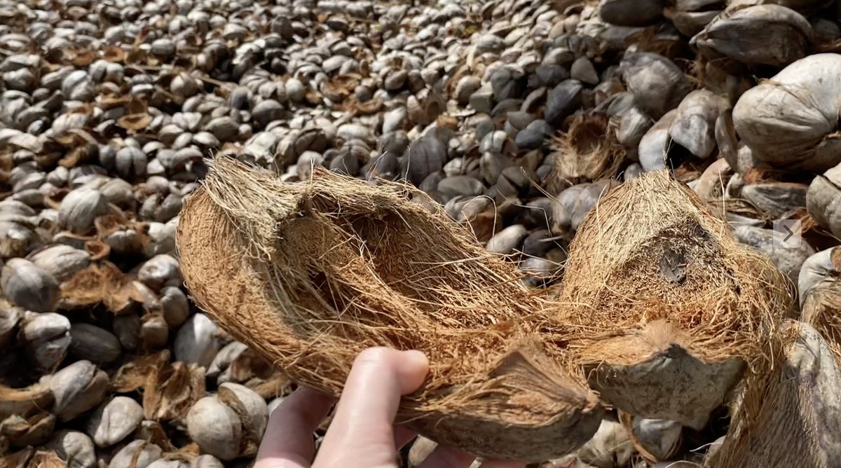 J.S@LinearInc スリランカ＆インドからヤシガラ培土輸入 tweet media