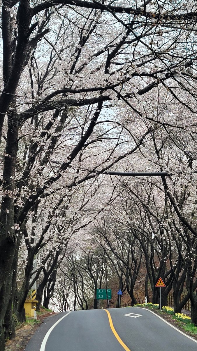 inji333's tweet photo. 벚꽃이 피고 있다. #한국의_아름다운_길로 선정된 #천년고찰_장곡사 가는 길에서 벚꽃이 지는게 아니라 피어나고 있는 중이다. 이번 주말, 그리고 다음주중까지 활짝 핀 모습을 만날 수 있다. 그 이후는 황홀한 꽃비를 만나겠지.
#칠갑산_장곡사_가는길_벚꽃만개
#지천댐반대

https://t.co/kbNhKxtze9 https://t.co/Qc2hZGz09k