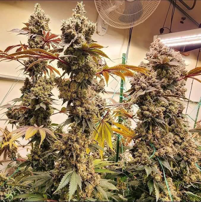 Bud Box puff tweet media