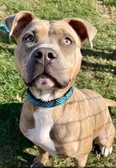 PerfectPathBlog's tweet image. 🚨 MOLLY'S HEART IS BREAKING IN THE SHELTER AND NO ONE SEES HER - OUT OF TIME

This sweet 2 year old girl #A385637 has been sitting at Corpus Christi ACS for so long that people are starting to forget about her. 

She has the most beautiful eyes and the saddest little face you've