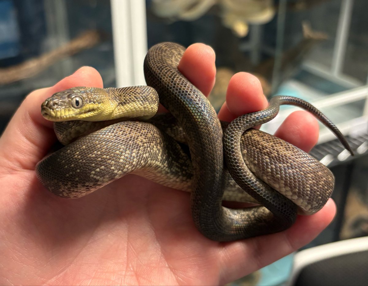 かに🦀 tweet media