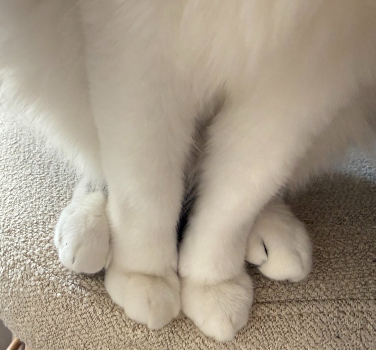 CottontailVA 🐰💋 tweet media