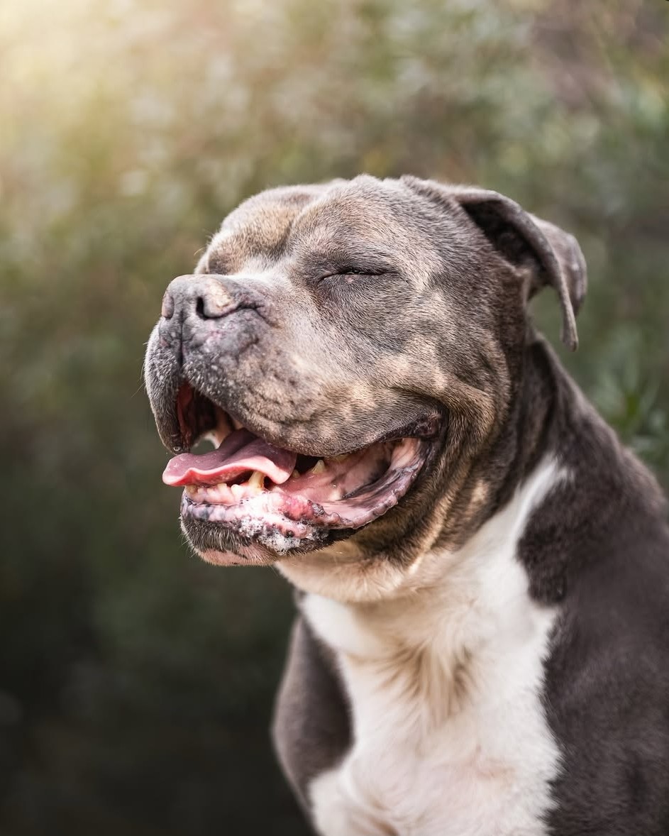 SOS Abuelos tweet media