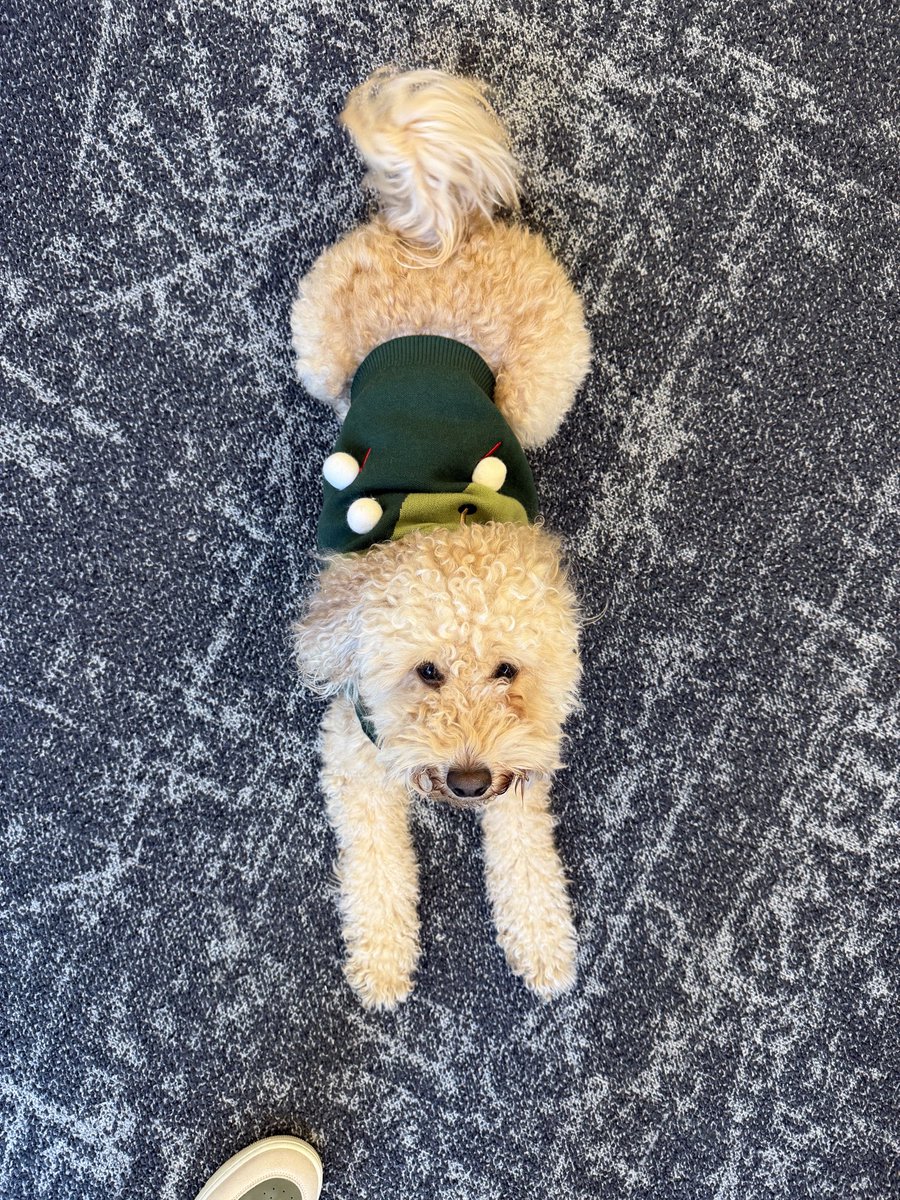 tim_armstrong's tweet photo. When the office dog has a @TheMasters outfit on….you know it’s time to turn on the office TV’s….good dog Remy!!! https://t.co/EO5sP0ABir