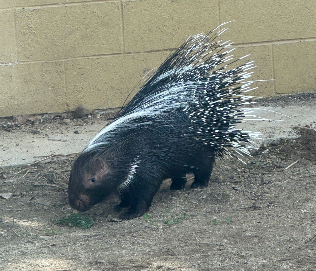 Zoo Boise tweet media