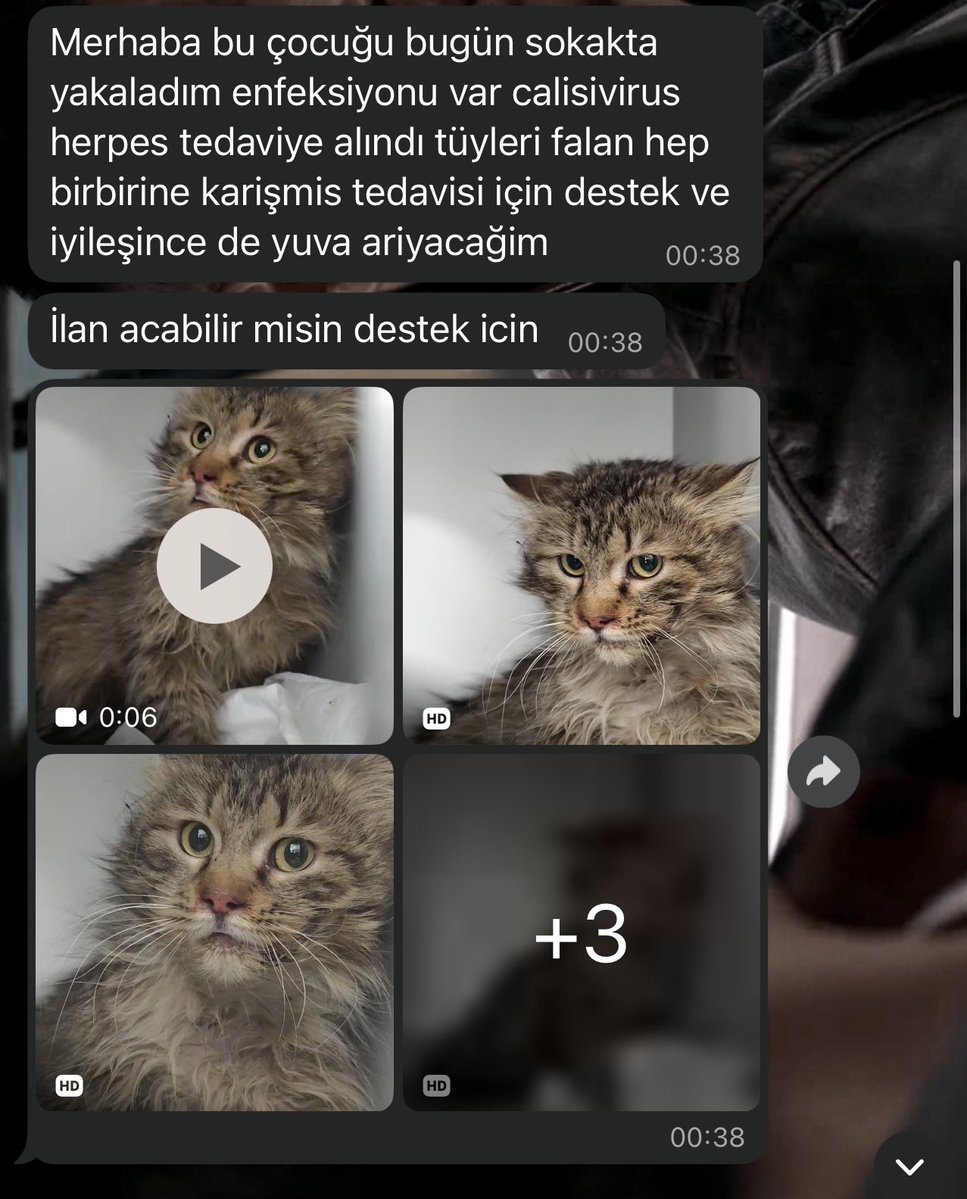 " mira 🦭🐾 #YasayıGeriÇek tweet media