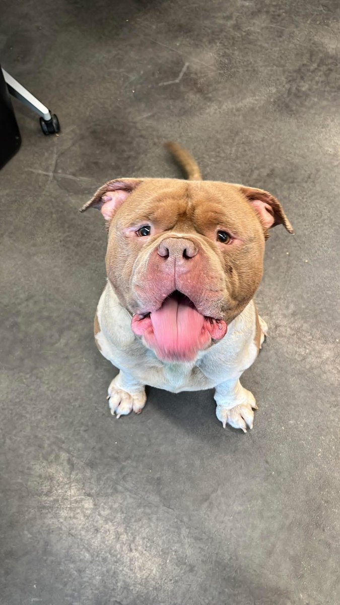 Hounds in Pounds tweet media