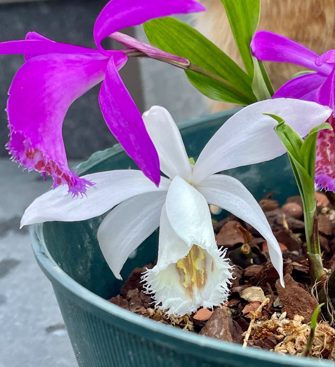 Inga Nik tweet media