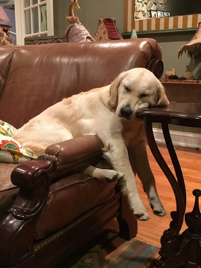 everythingdogss's tweet image. 