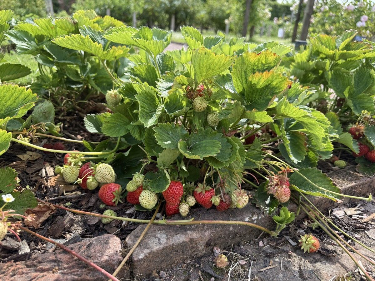 The Chronicle Herald tweet media