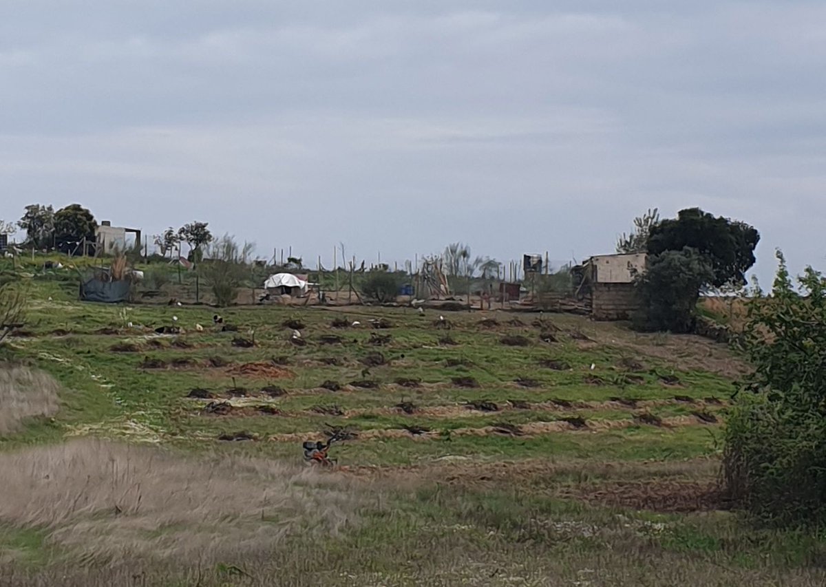 WishkamonTCC's tweet image. Trees are IN!! They are planted in swales -trenches dug on the contours of the land which help retain water-,  fed with drip irrigation, heavily mulched, and protected from the chickens with scrub from the land. GOOD LUCK LITTLE TREES!!

#permaculture #foodforest #offgrid #swales