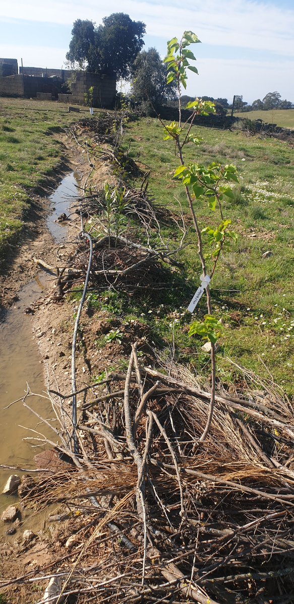 WishkamonTCC's tweet image. Trees are IN!! They are planted in swales -trenches dug on the contours of the land which help retain water-,  fed with drip irrigation, heavily mulched, and protected from the chickens with scrub from the land. GOOD LUCK LITTLE TREES!!

#permaculture #foodforest #offgrid #swales