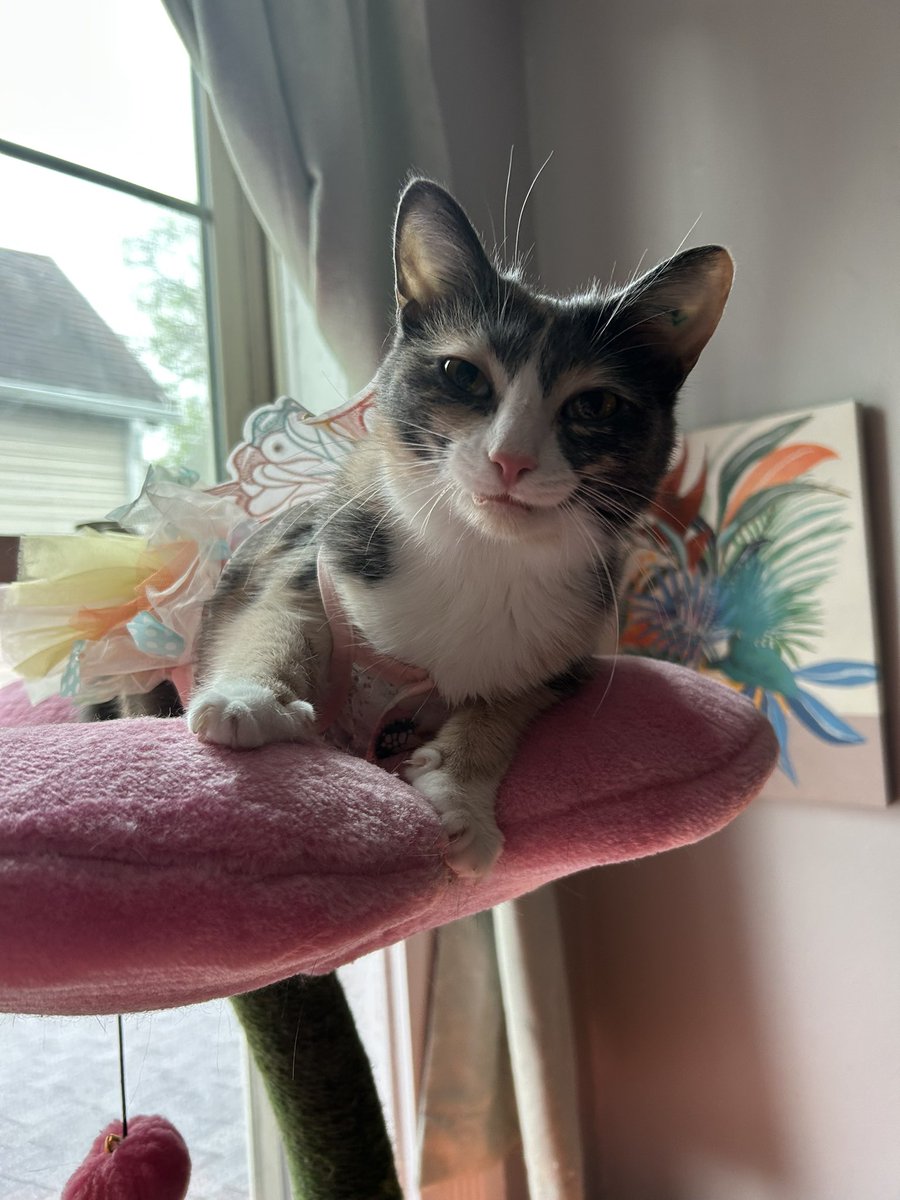 oreoeocat's tweet photo. ✨ she was a fairy ✨ https://t.co/SM0xmHd5Co
