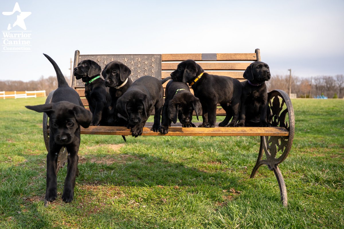 WarriorCanineCn's tweet photo. #BenchShot Alert: Check out the bench shot and outtakes for #WCCsJoJo x Bane SEGD's litter!
#FurTheLoveOfVeterans https://t.co/7BYrZ8EKqR