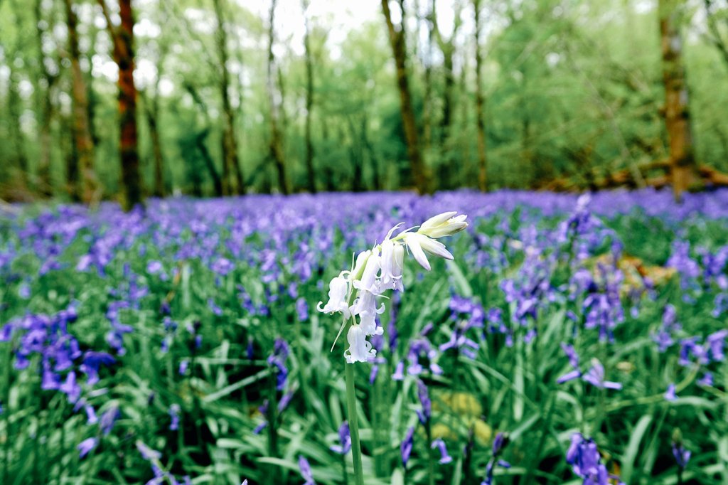 AdeysAlthorp's tweet image. Bluebells and cowslips at Althorp, what a combination.
Such a beautiful carpet appears in the woods at this time of the year, always a joy to behold.
Conservation@althorp.com 
#springflowers #springtime #woodlands