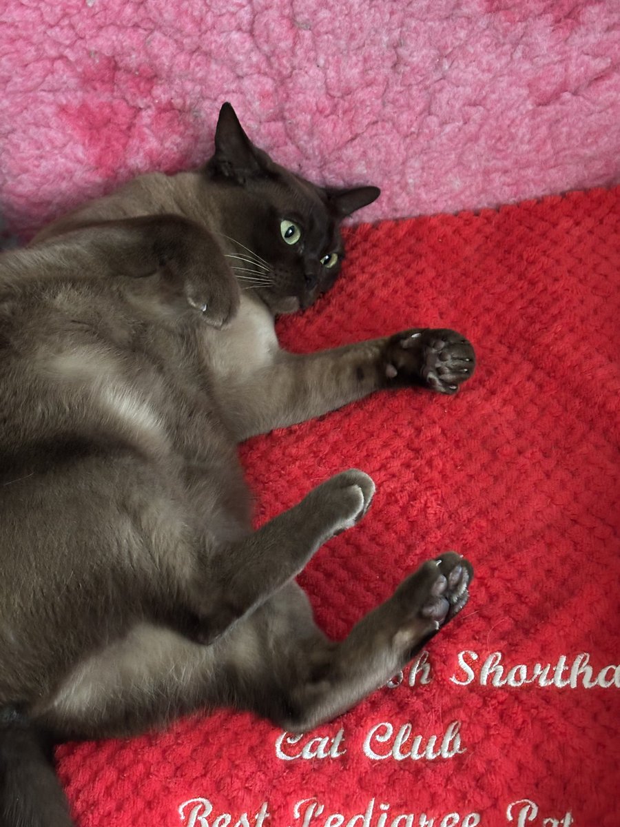 Lois,a Cat & GSD lover, Far Right apparently 🤷‍♀️ tweet media