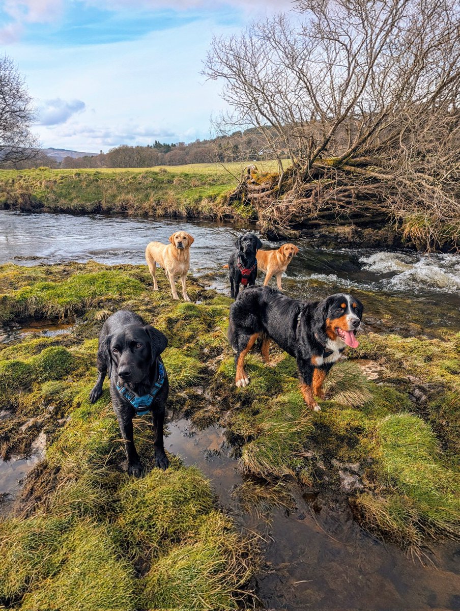 BertsLegacy's tweet image. Feeling grateful for my life. Simple as that. ❤️

#dogsoftwitter #dogs #dog #scotland #labrador