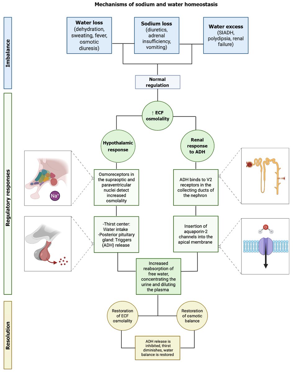 Hyponatremia: Evolving diagnostics and emerging therapeutics in clinical practice 

CCR Journal Watch
criticalcarereviews.com/latest-evidenc…