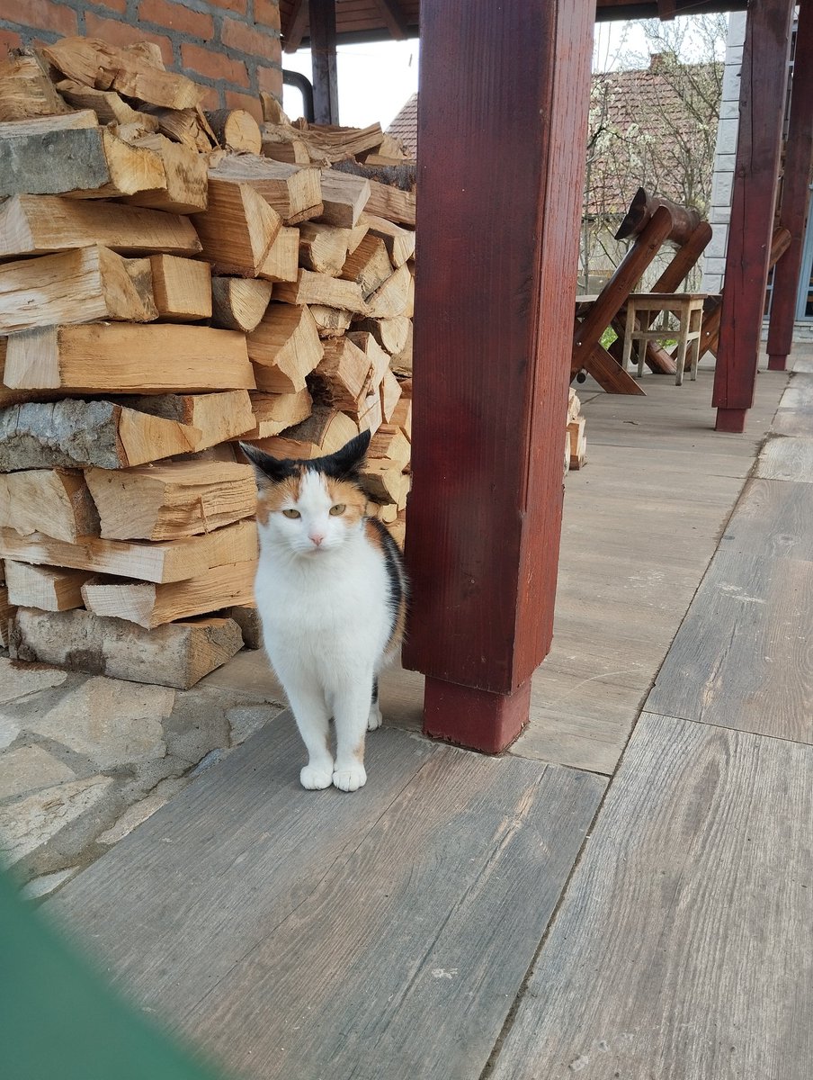 Jeca Ivković tweet media