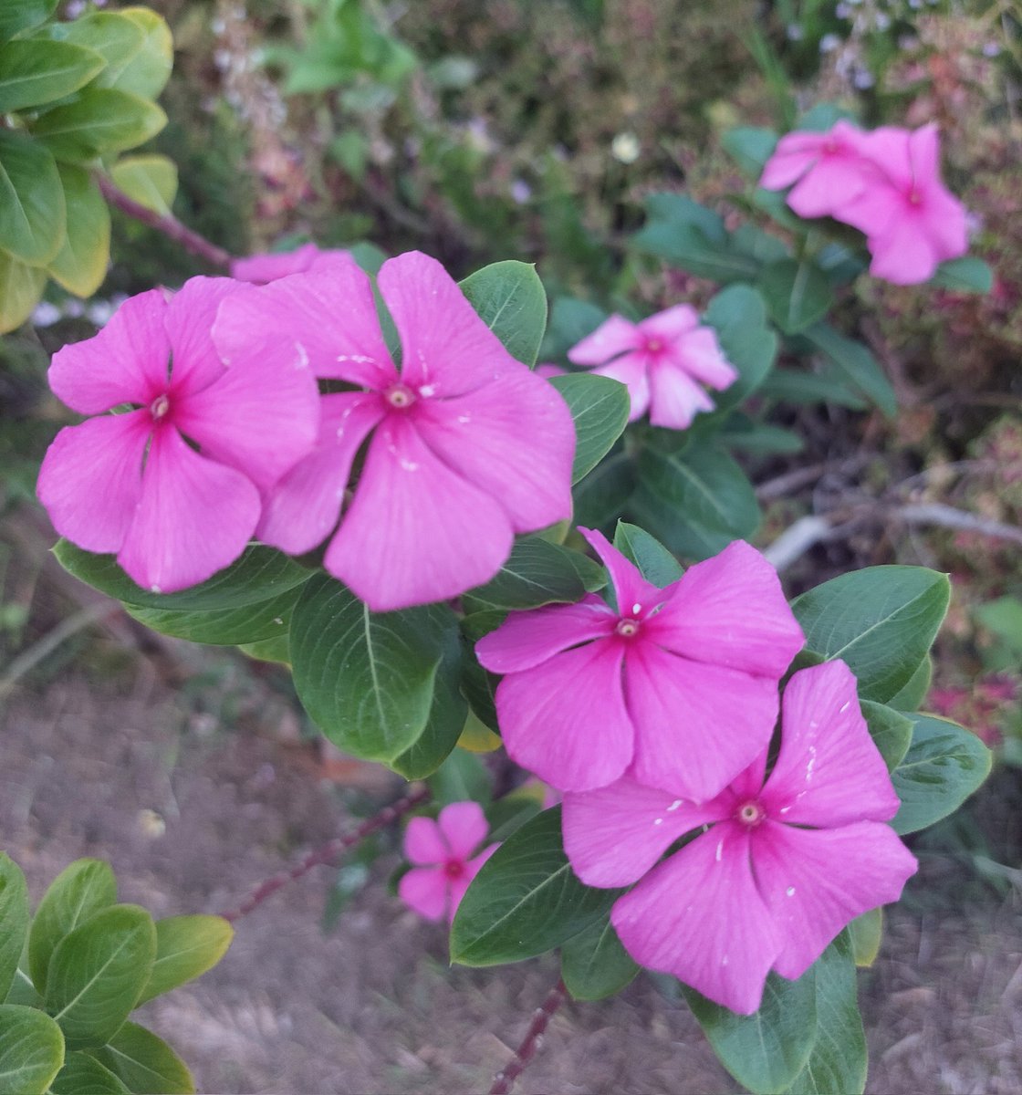 Yolanda Saldívar🇸🇻 tweet media