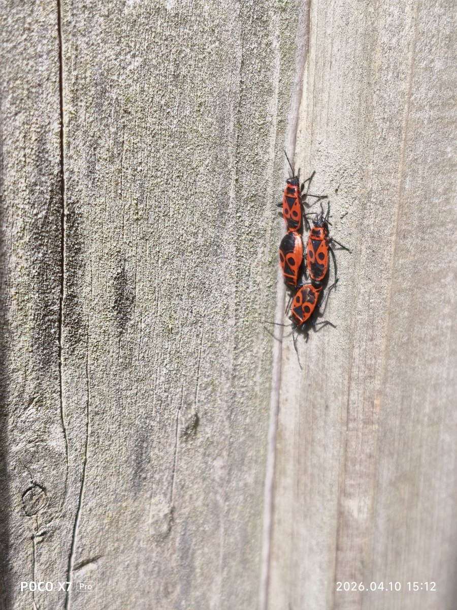 XeЙTbpucT ₿ tweet media