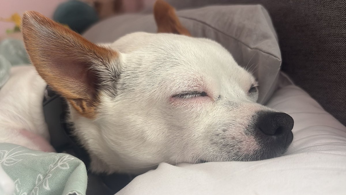 sinfulbones3144's tweet photo. i swear dog farts are THE WORSE FUCKING SMELL ON THE PLANET this the culprit oml https://t.co/qSIShDgTKg