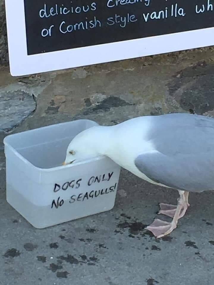 lisletrecords's tweet image. Be a rebel!

#fridayfunny 
#seagull 
#bearebel