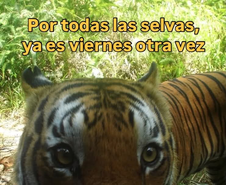 ANIMALITOS SANADORES tweet media