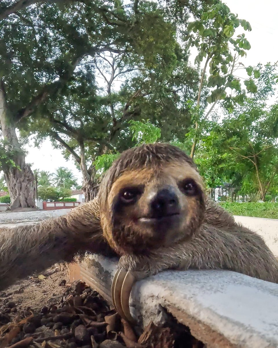 GoPro's tweet image. Photo Dump Friday: Selfies never go out of style 🤳

🐕 Abdia Delgado
🤿 Mai Ishizuka
🌄 Pazcal Schumacher
🦥 Thiago Rocha

#GoPro #GoProSelfie #PhotoDump #DogsOfInstagram