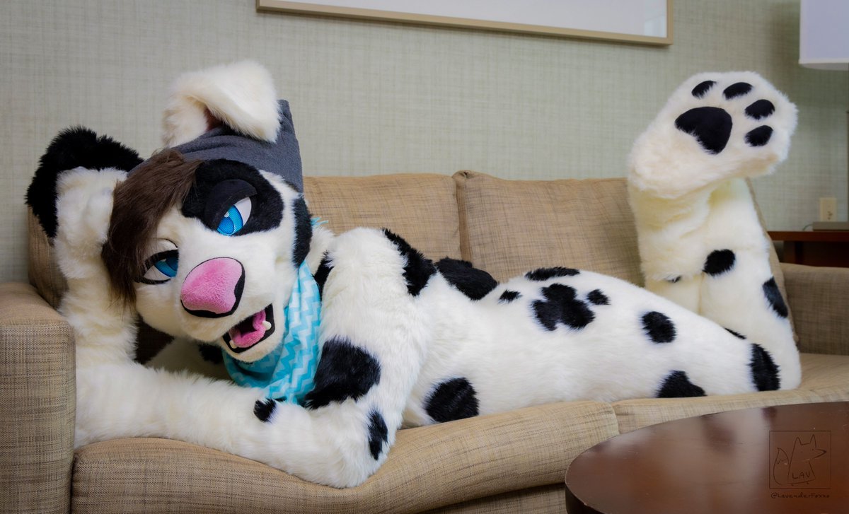 Dally Doggo tweet media