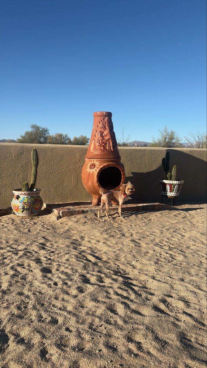 TiaraTae7's tweet photo. So cute! This dog comes into our backyard every morning to say hi to my dog Schmidt🥹 Schmidt got his first hair cut out of the states.. he’s not furry anymore 😭 #MexicoLivin 🇲🇽 made a lot of changes since I’ve been logged out of my account🤫😌 https://t.co/8om0bcM7EX