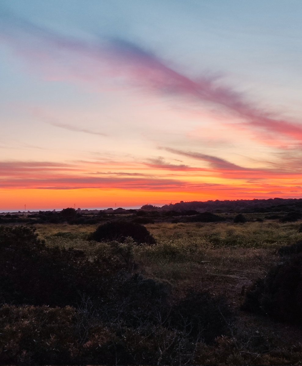 Rosy 🌺🐦 tweet media