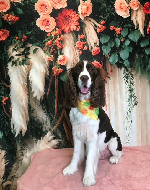 StyleNPups's tweet image. Style N Pups of Jensen Beach, Your Top choice for Dog Grooming! #stylenpups #veteranownedbusiness #DogsofTwittter #DogsOnTwitter #jensenbeach #treasurecoast #Dog #TREASURECOAST #dogs #jensenbeach #martincounty #dogsarelove #dogsonx #PuppyLove #PuppyLovers