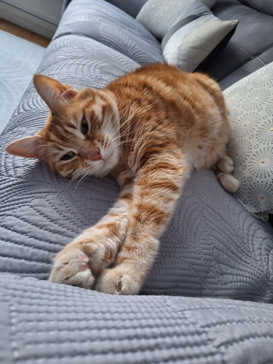 tof_ze's tweet photo. @saniyafatma1278 Je vous présente Mangue 🤩🐱 https://t.co/WIN0bwg0JR