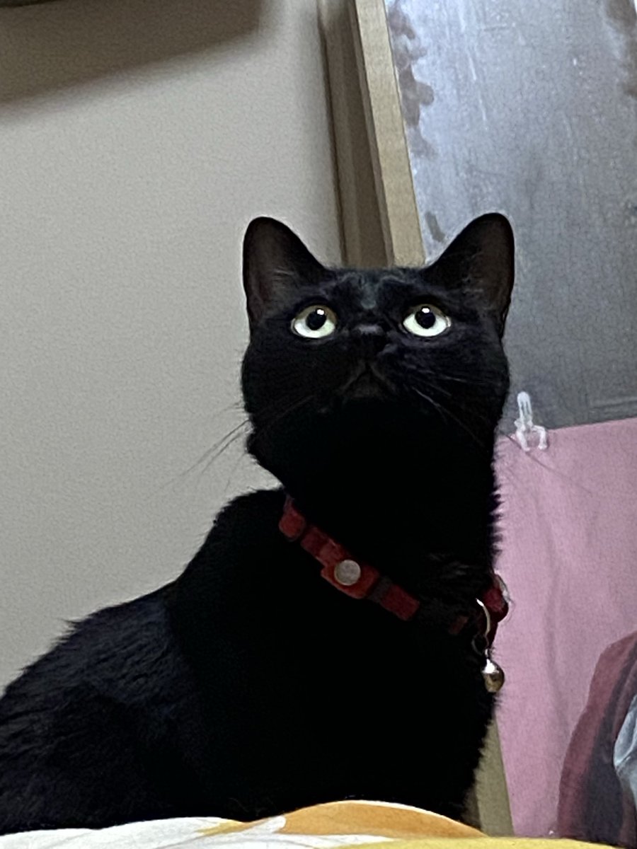 どこみてるの？🐈‍⬛ロコ❤️