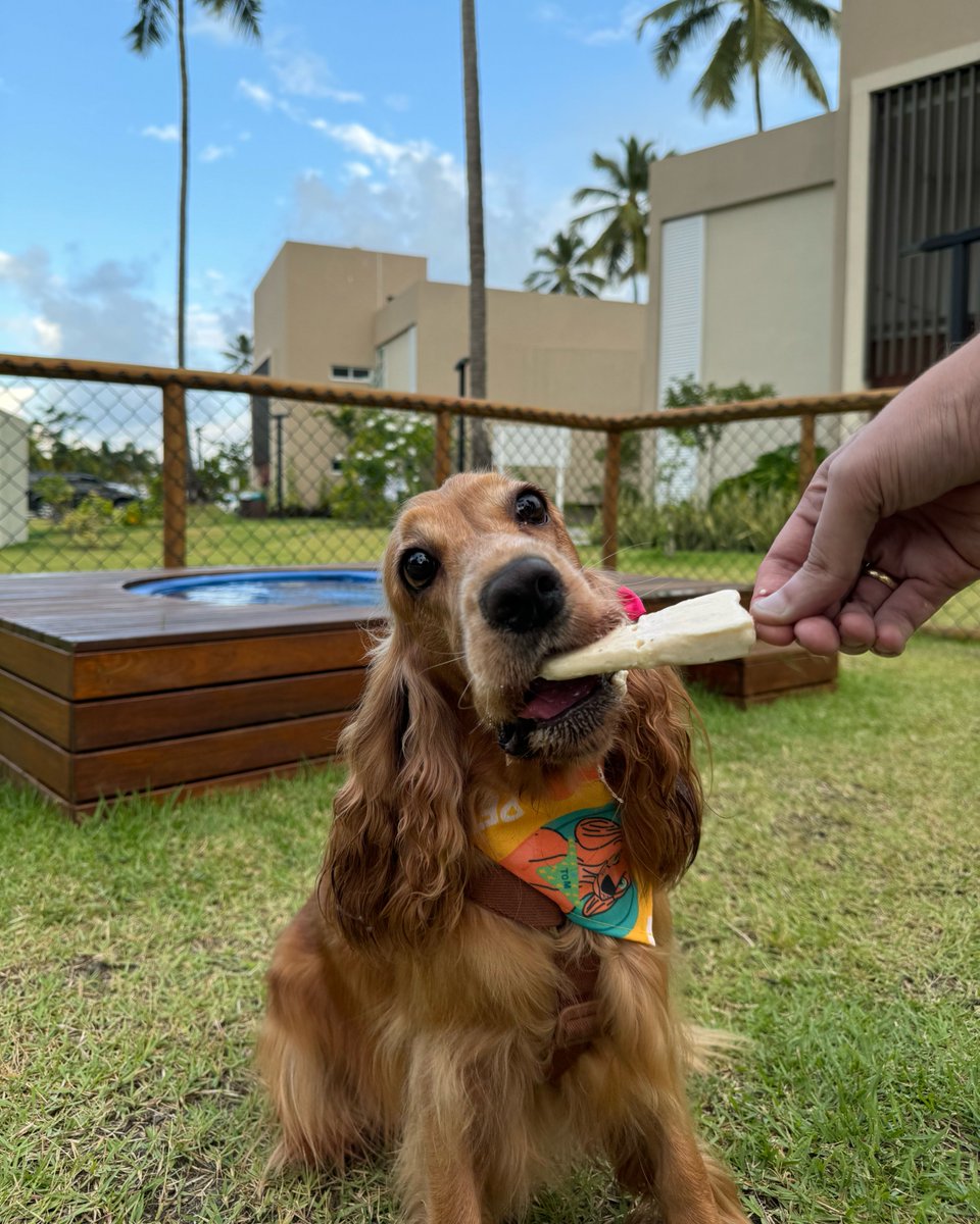 japaratingarsrt's tweet photo. Os verdadeiros herdeiros vivendo um vidão no resort, né? 🐶✨ https://t.co/giQSSKwVzM