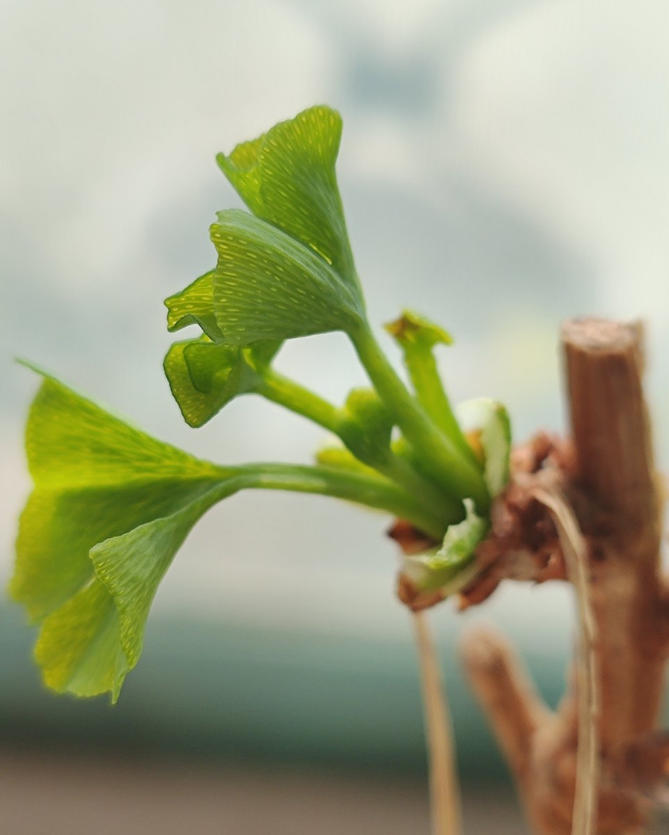 glaivedor tweet media