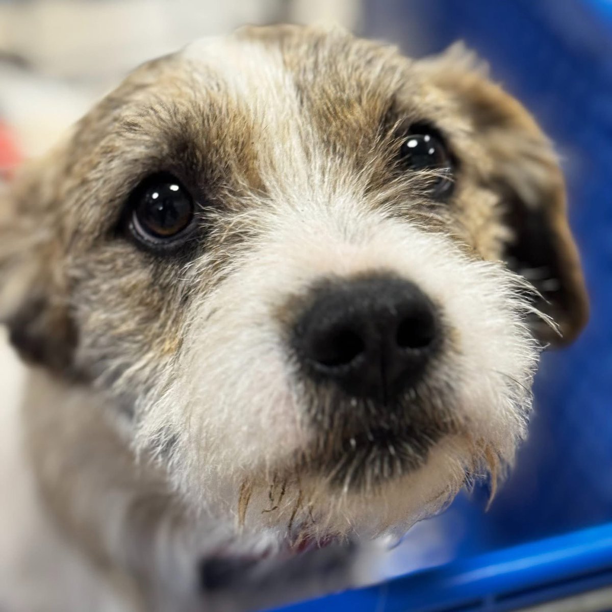 Rescue Dogs Rock, D.C. 🐾🐾🇺🇸 tweet media