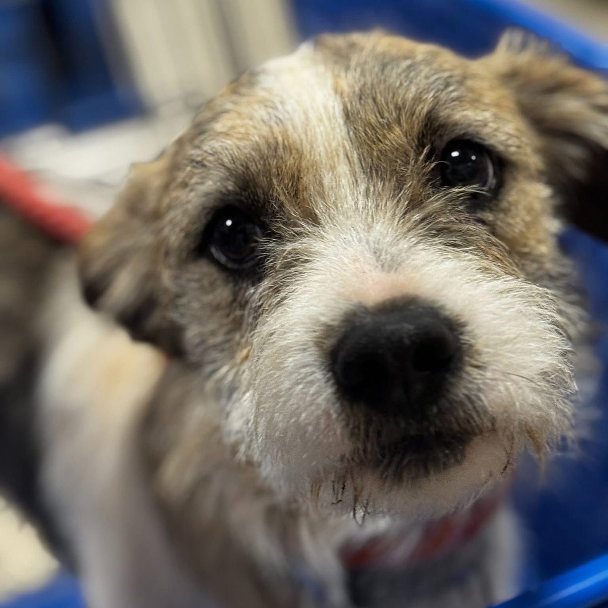 Rescue Dogs Rock, D.C. 🐾🐾🇺🇸 tweet media