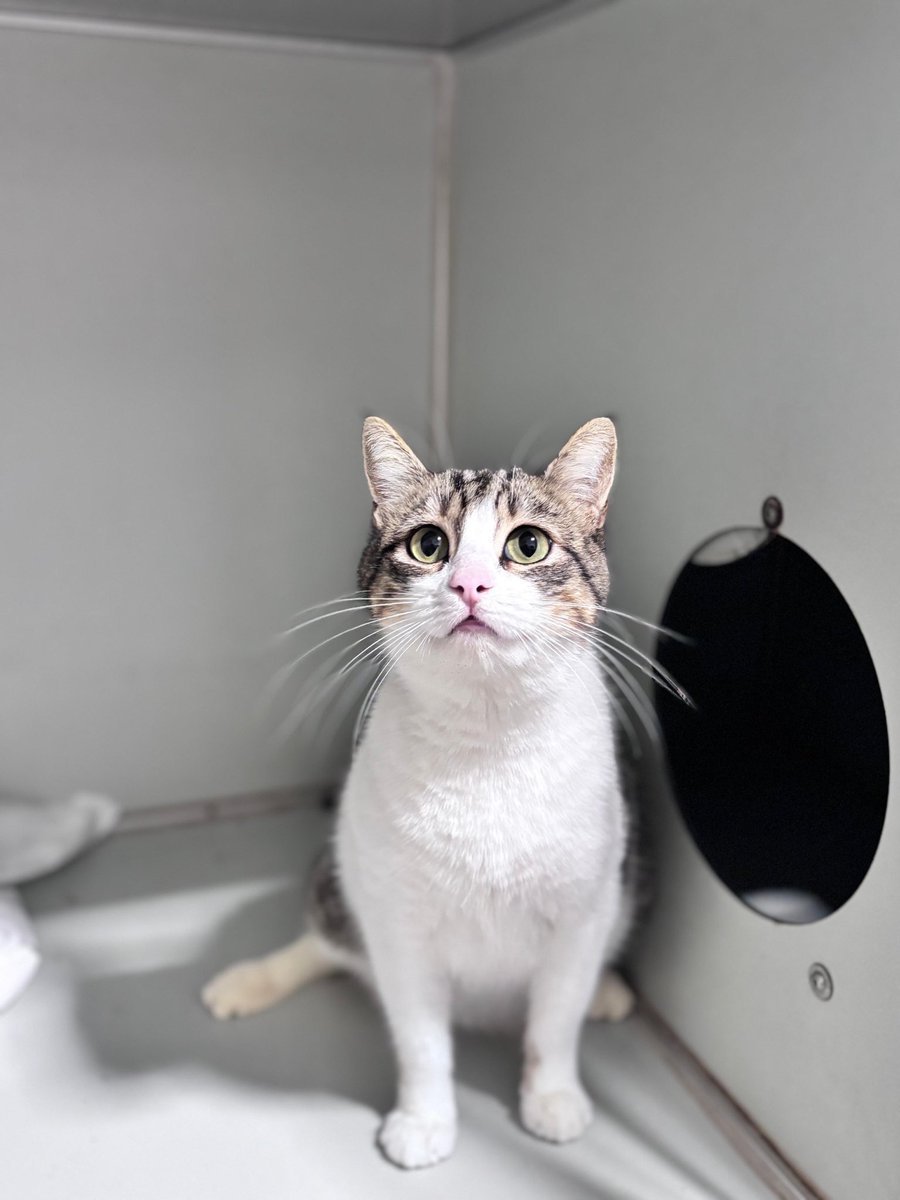 ponçik-pırtık-chucky the muhteşem üçlü tweet media