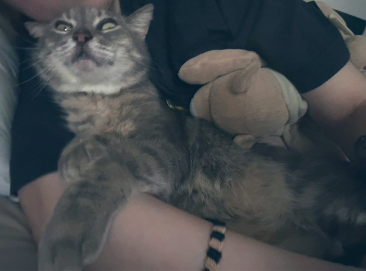 isaure ཐི༏ཋྀ󠀮 tweet media