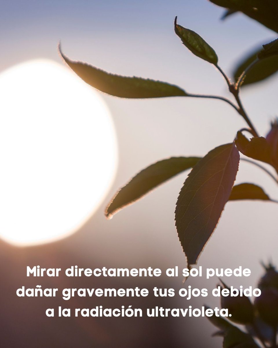 saludvysual's tweet photo. 🚫 No lo hagas: ¿Qué pasa si miras al #sol? 🌞
Si estás pensando en ese reto viral o simplemente quieres una foto épica mirando al horizonte, piénsalo dos veces.
Mirar al sol directamente es como hacerle un "microondas" a tus ojos.
👁️✨
#tipsojos #wikivision #saludVisual https://t.co/iysuJJk1CC