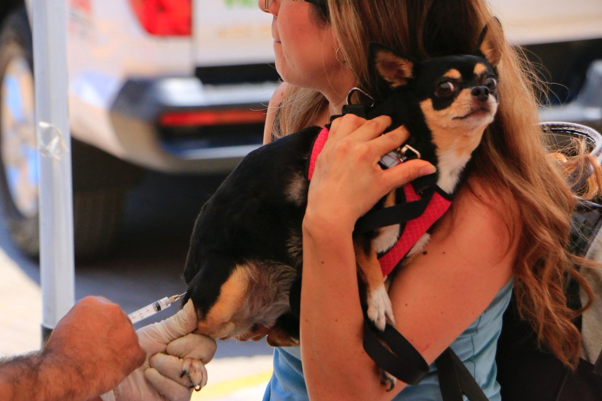 Quadratin_SLP's tweet image. #SLP | SUPERAN 122 MIL VACUNAS ANTIRRÁBICAS APLICADAS EN EL ESTADO 🐶💉🐱

#Vacuna #Lomitos #Salud

Campaña estatal avanza con brigadas en colonias y comunidades; meta es alcanzar casi 900 mil dosis en 2026 ⤵️

n9.cl/c3gmd