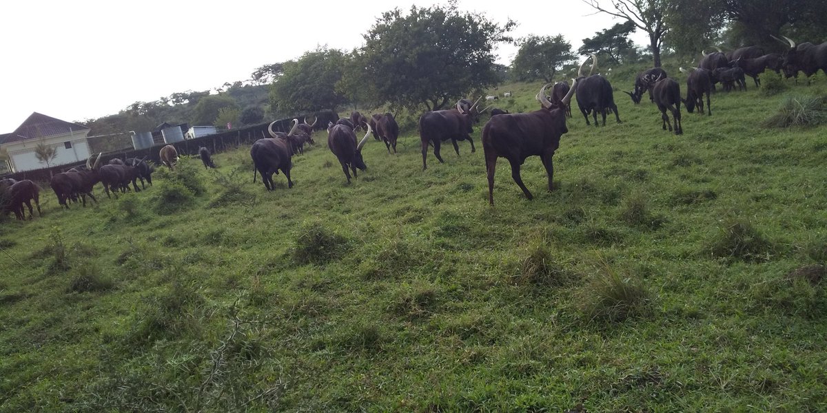 Kukundakwe Ivan tweet media