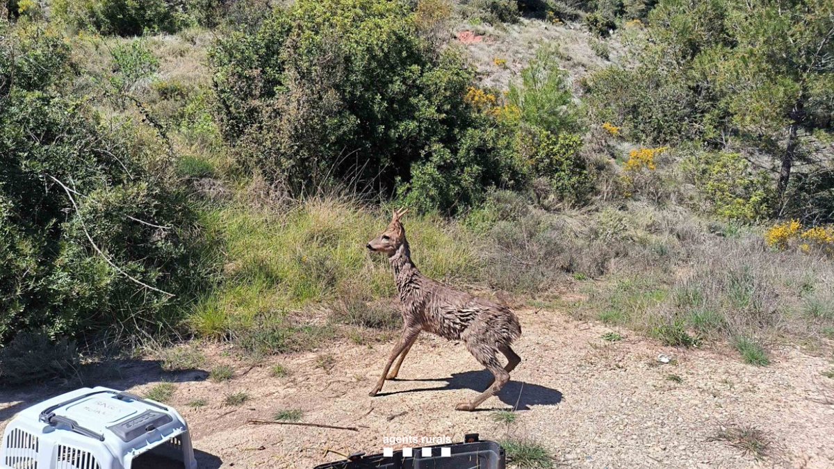 Agents Rurals tweet media