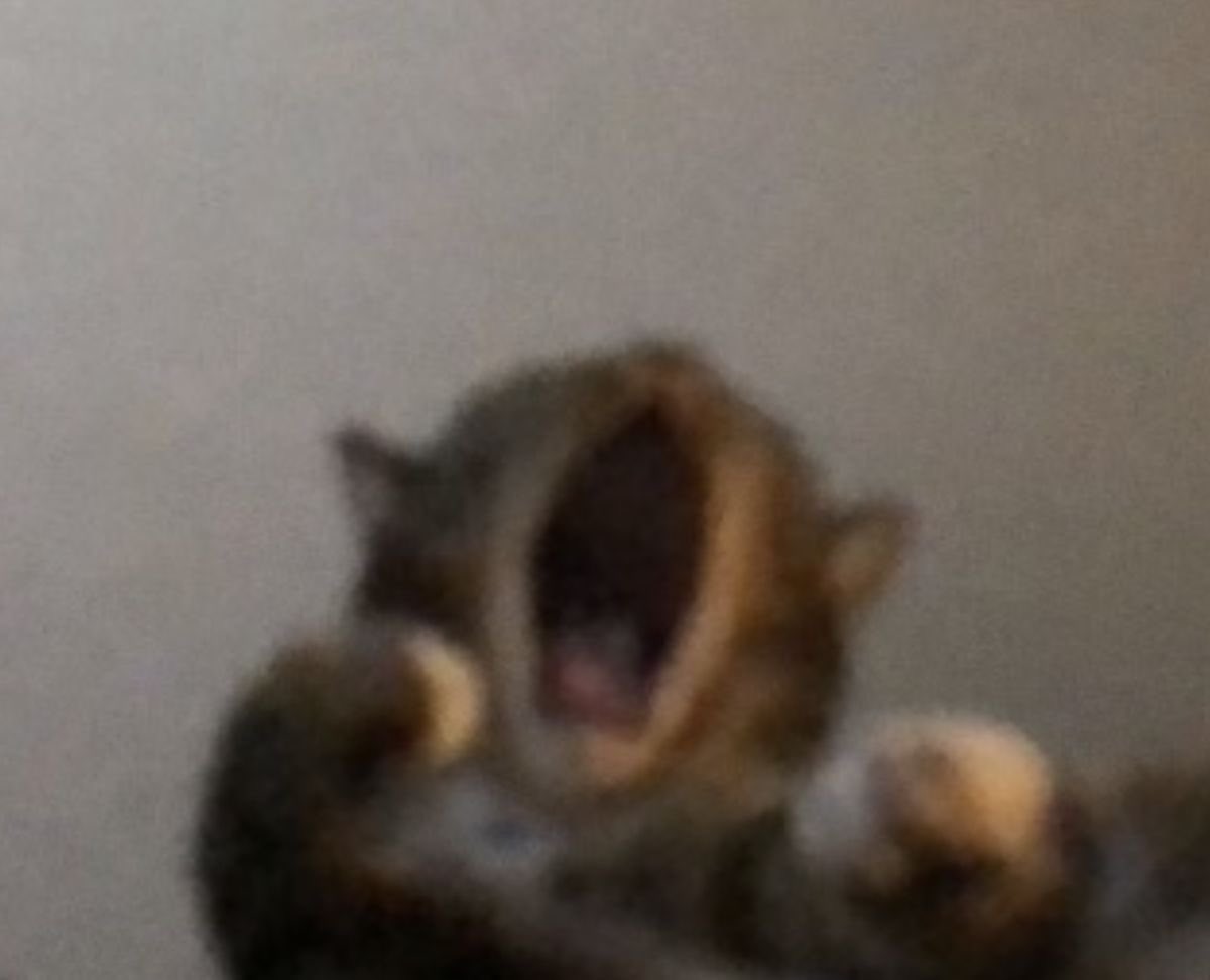 ga🅱️z (@nyur7c) on Twitter photo 