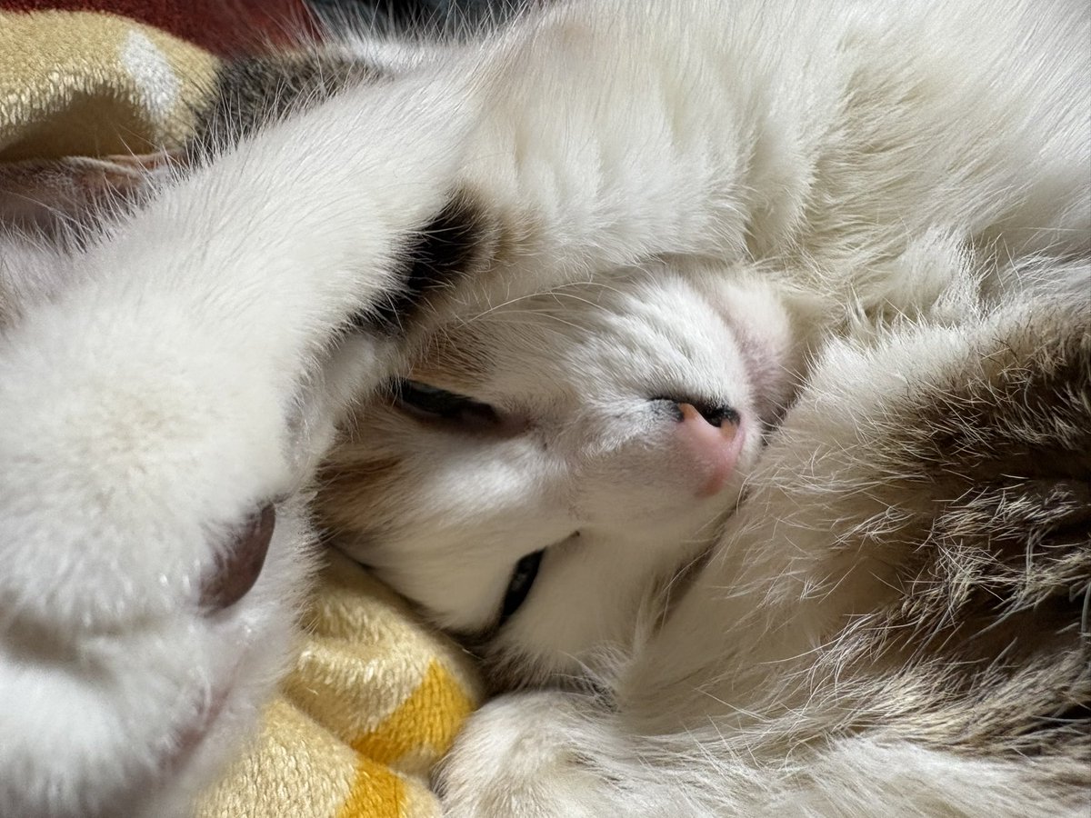 mano_latte's tweet photo. ラテアート全然関係ないけど、猫ってこんなに目が縦になるものなの？笑 https://t.co/VTdeuHtl6H