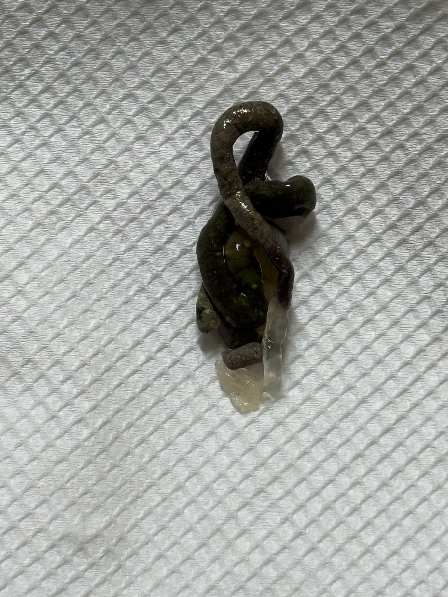 느린숲의 친구들 tweet media