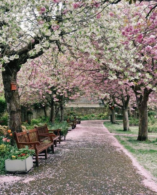 THE VIP GIRL tweet media