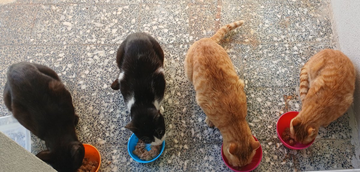 Nikol 🎭☘️ tweet media